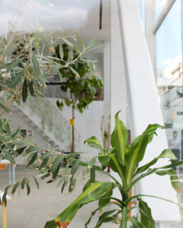 shibaura house sanaa accesibilidad comunidad arquitectura