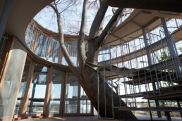tezuka architects fuji school tree circular wooden crystal playground